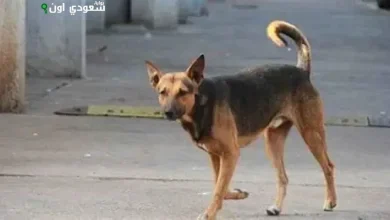 كلب ضال