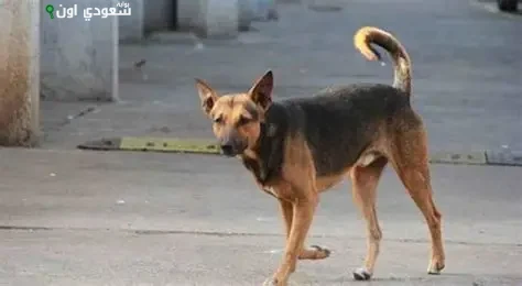 كلب ضال