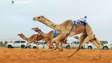 الهجن السعودية