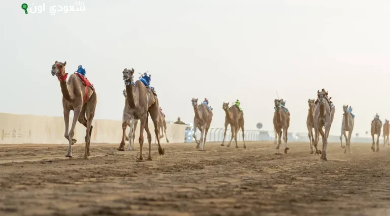 الهجن السعودية تحصد 65% من المراكز الأولى في مهرجان ولي العهد للهجن بالطائف