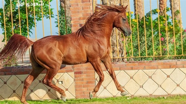 مصر تحقق إنجازين تاريخيين في مجال الخيول وتعزز مكانتها الدولية