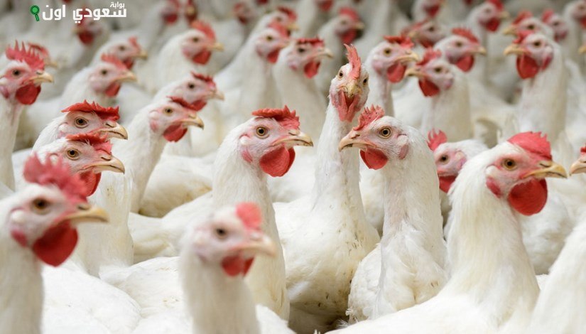 تراجع أسعار الدواجن