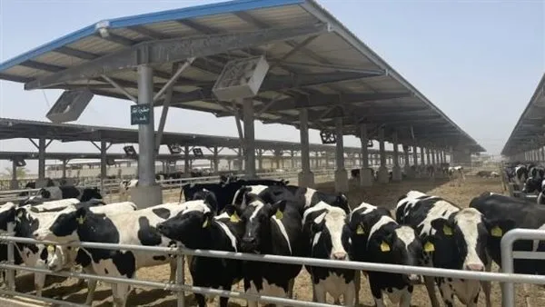 602 ترخيصًا لمشروعات الإنتاج الحيواني والداجني خلال النصف الأول من 2025