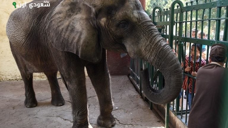 عودة الأفيال إلى حديقة الحيوان بعد غياب استمر سنوات