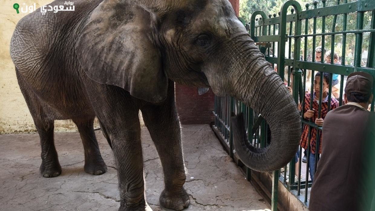 عودة الأفيال إلى حديقة الحيوان بعد غياب استمر سنوات