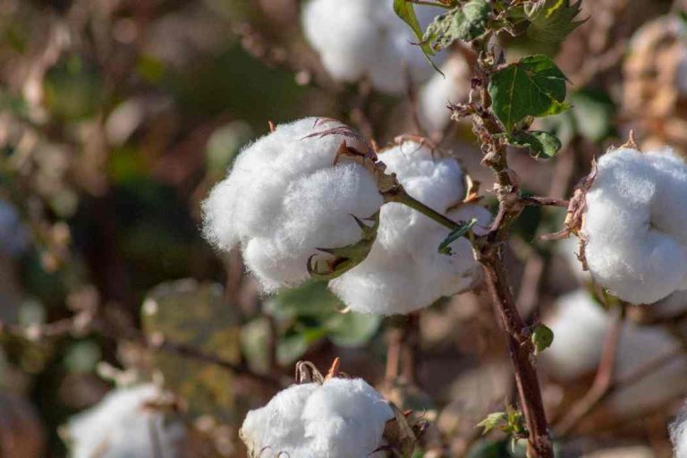 تحديد أسعار فتح مزادات الأقطان لموسم 2025 وفق آلية جديدة