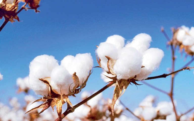 القطن المصري