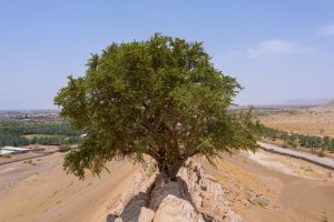 اكتشاف شجرة السرح لأول مرة داخل محمية الملك عبدالعزيز