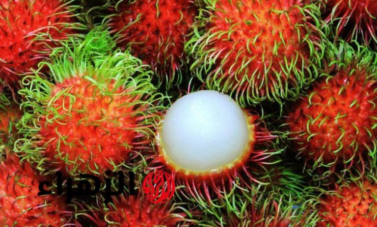 الرامبوتان