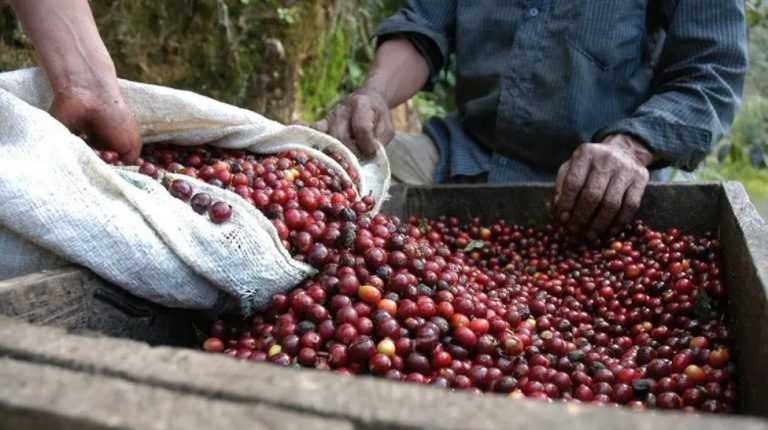 ريف السعودية يعزز دعم قطاع البن بمناسبة اليوم العالمي للقهوة