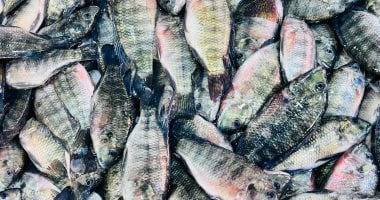 أسعار الأسماك في كفر الشيخ تتصدر المشهد وبلطي الخميس الأول من يناير 2026 يسجل مستويات جديدة