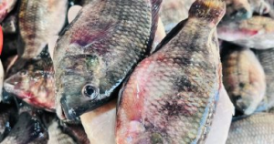 أسعار البلطي تشهد تغيرات ملحوظة في سوق القليوبية اليوم الخميس 22 يناير 2026