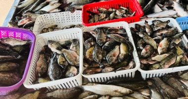 أسعار السمك في كفر الشيخ تتصدر العناوين مع ارتفاع سعر البلطي في 6 يناير 2026