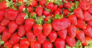 أسعار الفراولة في أسواق القليوبية تسجل أرقاماً جديدة اليوم الأربعاء 21-1-2026