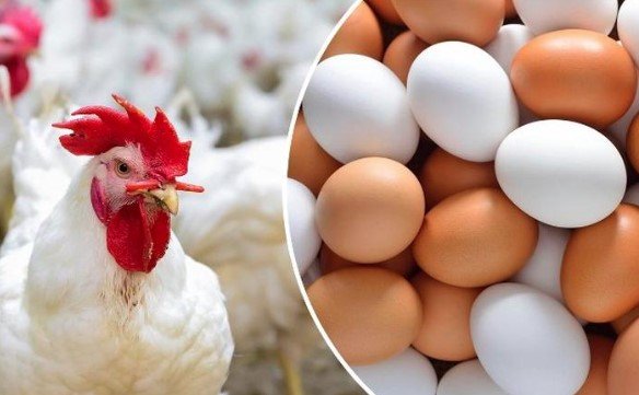 إنتاج الدواجن في الصباح: 4.8 مليون فرخة و1.5 مليون طبق بيض يوميًا في الأسواق