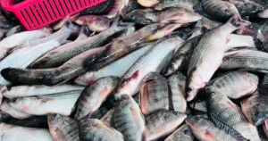 ارتفاع سعر البلطي في الأسواق المصرية ومحافظة القليوبية اليوم الاثنين 19 يناير 2026