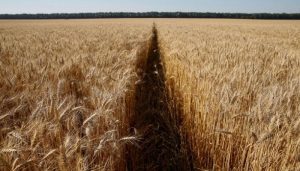 تزايد أسعار القمح في بورصة «يورونكست» بفعل الطلب المتزايد من السعودية والجزائر